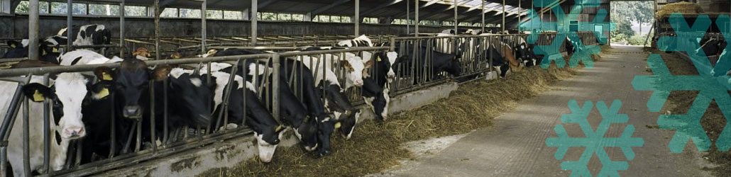 Windmachine Dryfast houdt je vee lekker koel!