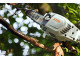 Hoogsnoeier op accu Stihl HTA 86 met PowerBox Premium